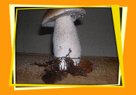 C&ecirc;pe d'&eacute;t&eacute;